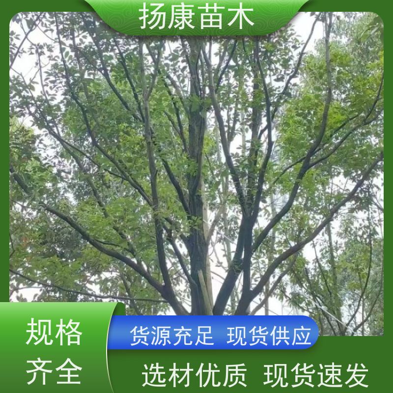 扬康苗木 基地现选现挖 成活率高 13公分香樟树