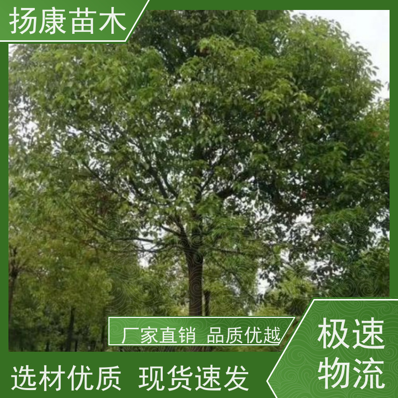 扬康苗木 大小规格齐全 景区道路园林绿化工程树种 20公分香樟树