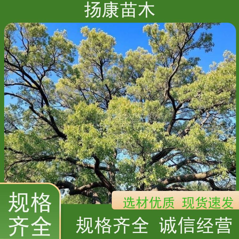扬康苗木 耐旱抗污染 货源充足 各种规格可选 11公分香樟树