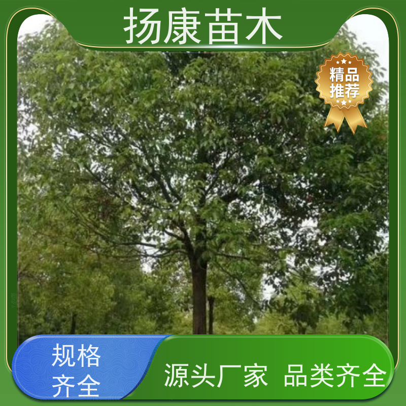扬康苗木 耐旱抗污染 货源充足 各种规格可选 18公分香樟树