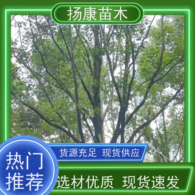 扬康苗木 园林绿化工程植物多杆移栽种植 基地直发 17公分香樟树