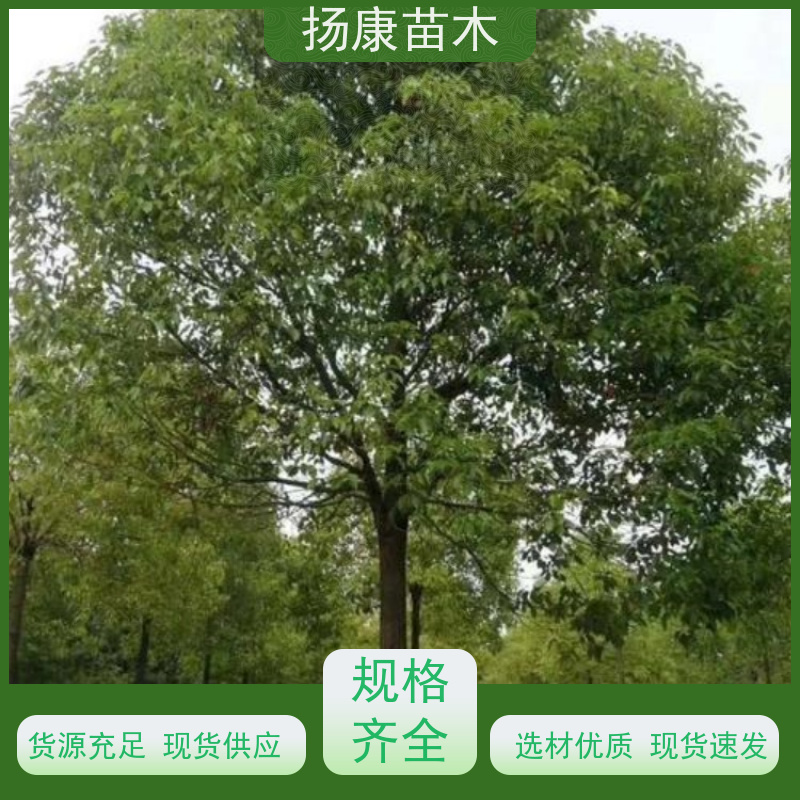扬康苗木 园林绿化工程植物多杆移栽种植 基地直发 10公分香樟树