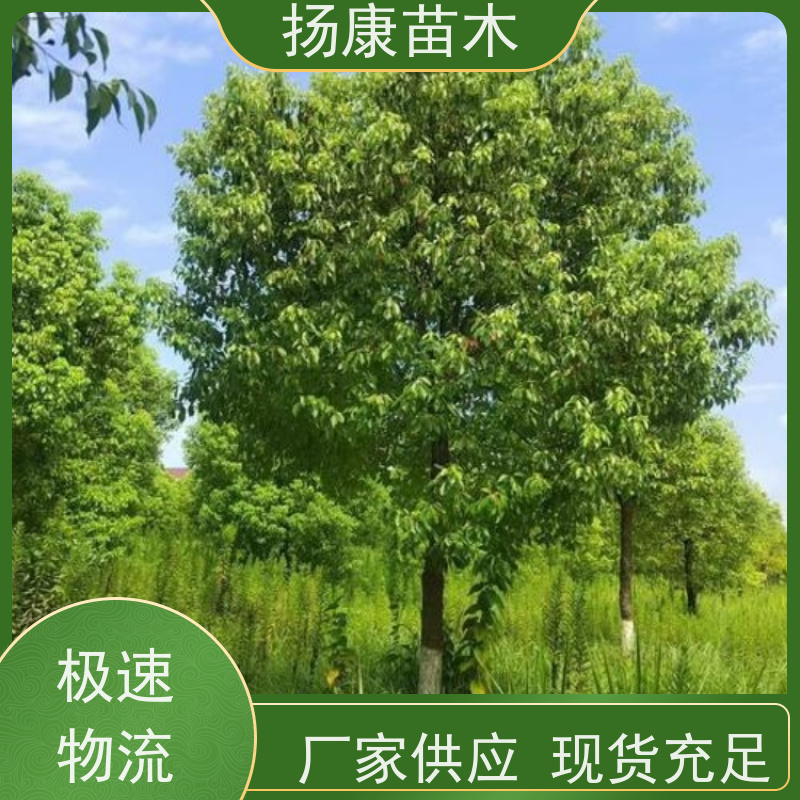 扬康苗木 多种规格四季常青乔木 市政城市道路绿化 香樟树