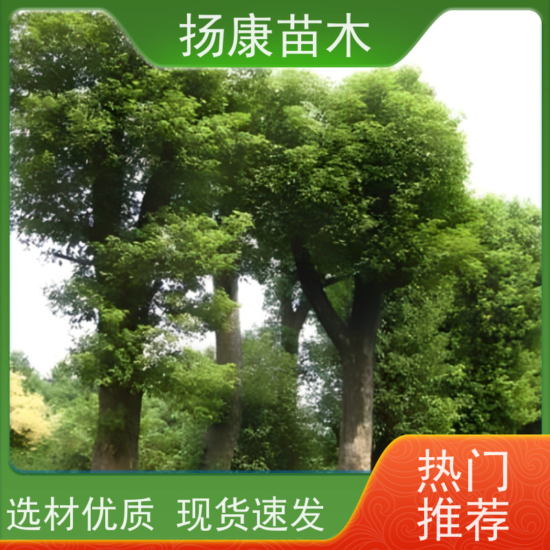 扬康苗木 基地现选现挖 成活率高 14公分香樟树