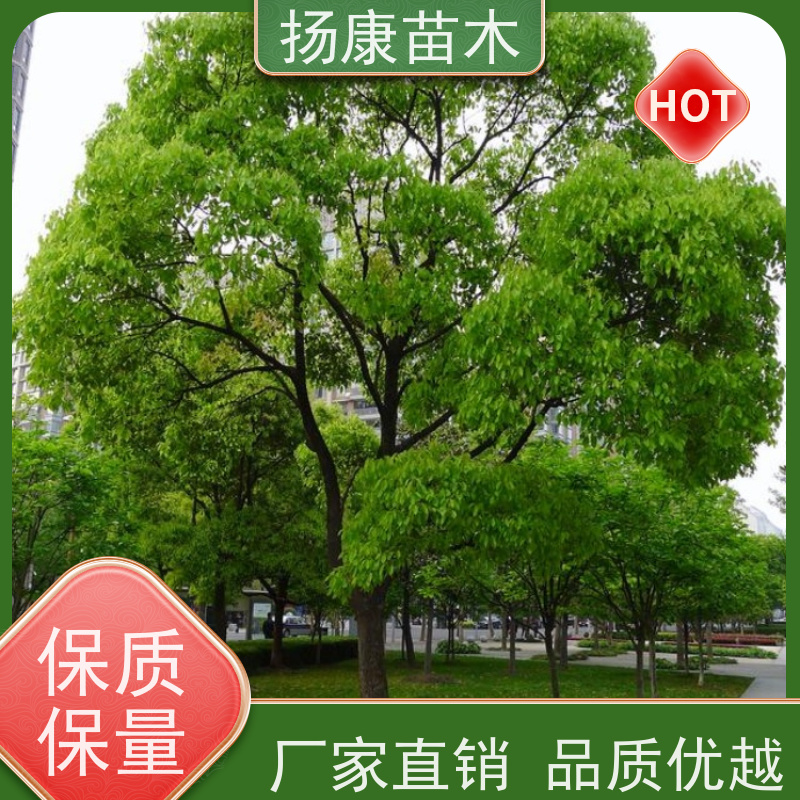 扬康苗木 多种规格四季常青乔木 市政城市道路绿化 12公分香樟树