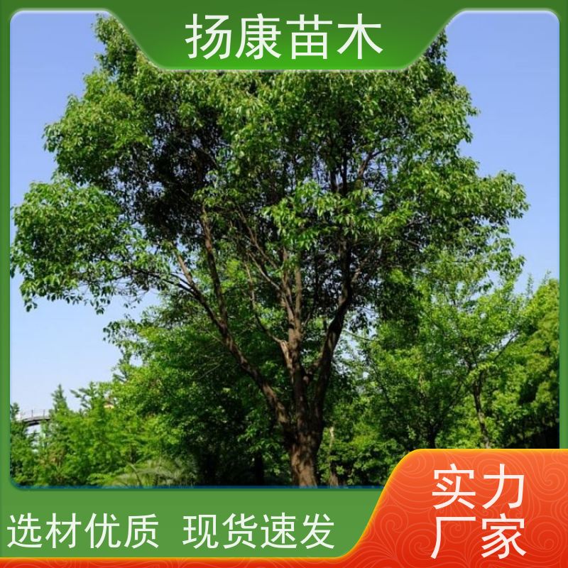 扬康苗木 多种规格四季常青乔木 市政城市道路绿化 丛生香樟树