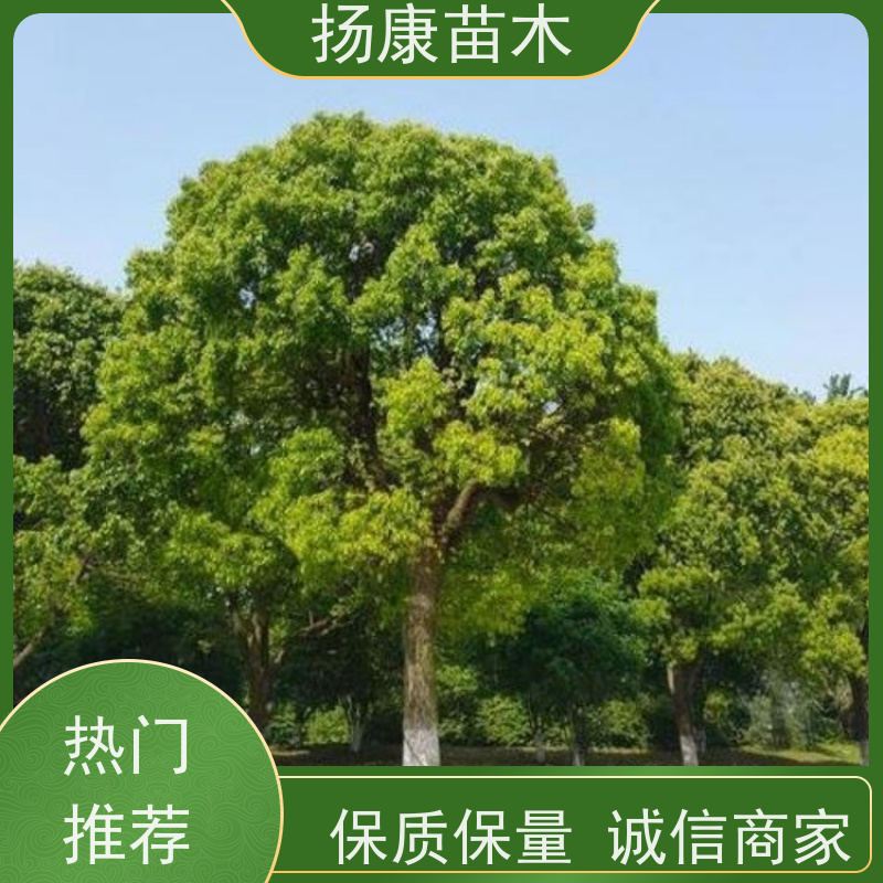 扬康苗木 冠幅饱满树形优美 四季常绿 移栽香樟树