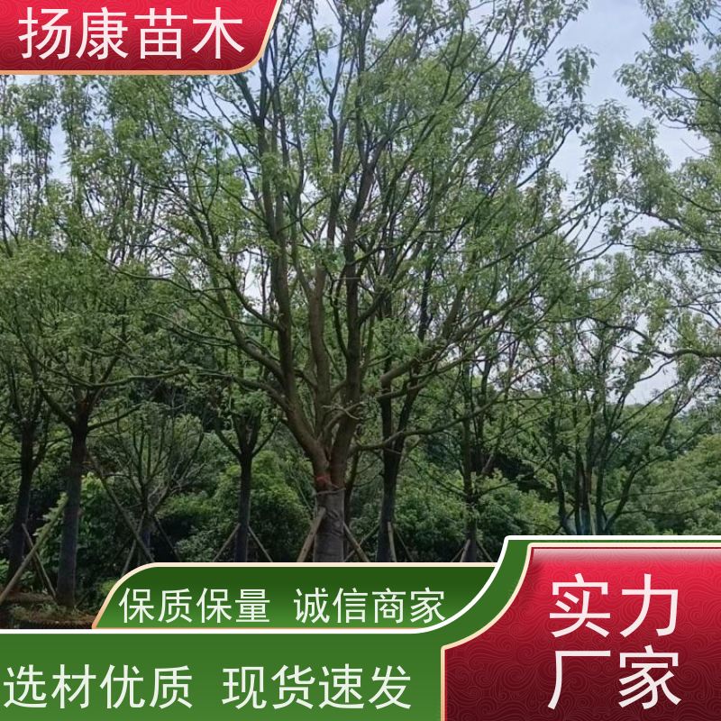 扬康苗木 大小规格齐全 景区道路园林绿化工程树种 15公分香樟树
