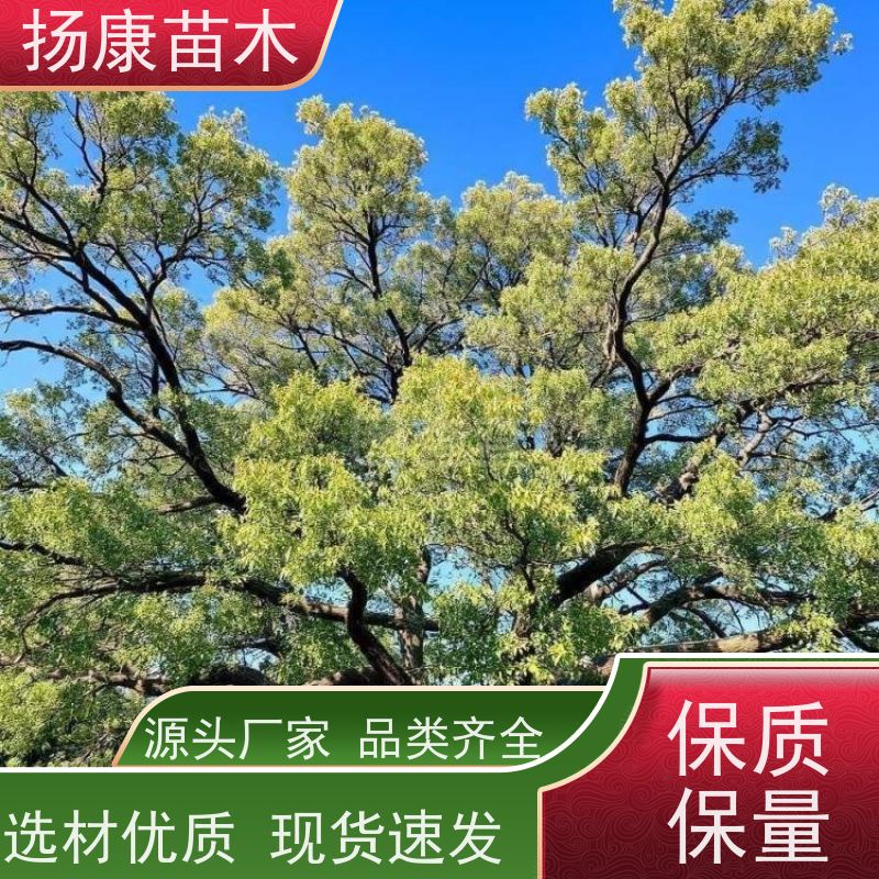 扬康苗木 高度3-12米 胸径3-15公分规格齐全 30公分香樟树