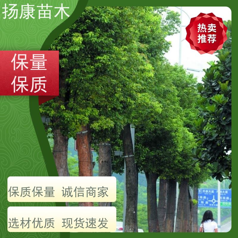 扬康苗木 耐旱抗污染 货源充足 各种规格可选 10公分香樟树
