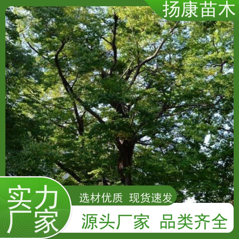 扬康苗木 大小规格齐全 景区道路园林绿化工程树种 18公分香樟树