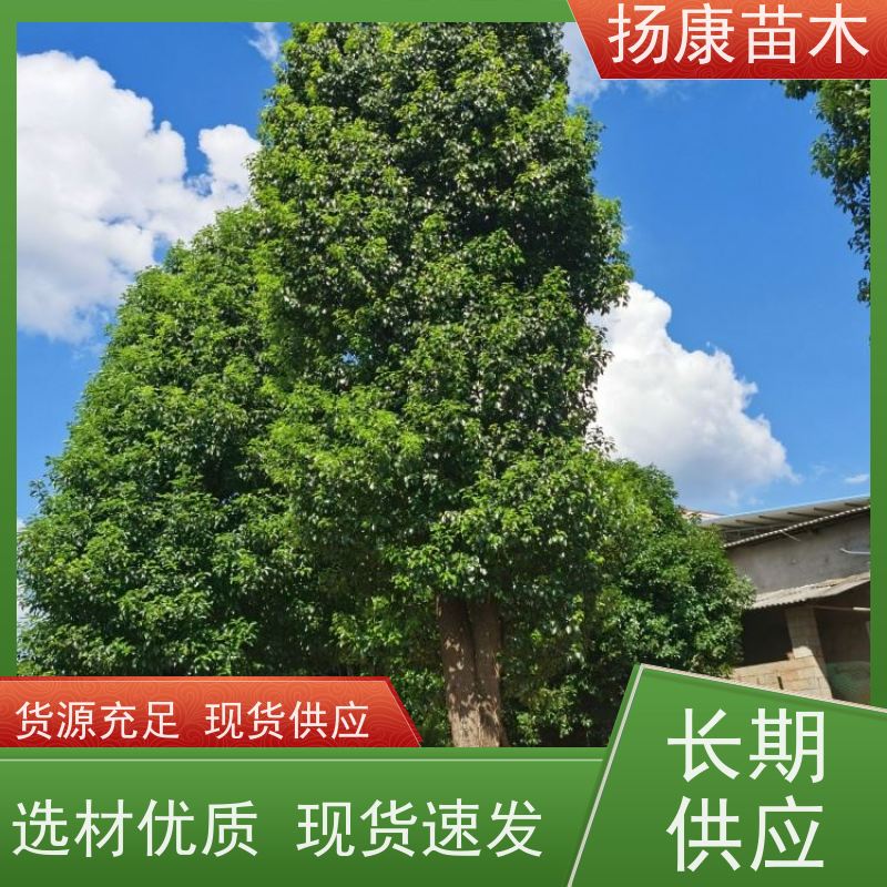 扬康苗木 冠幅饱满树形优美 四季常绿 16公分香樟树