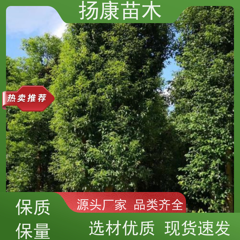 扬康苗木 景区园林行道风景绿化工程苗 香樟树