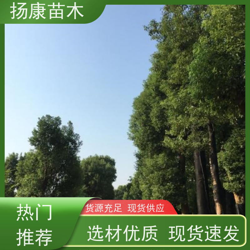 扬康苗木 包成活率 包运输 规格多样 精品香樟树 