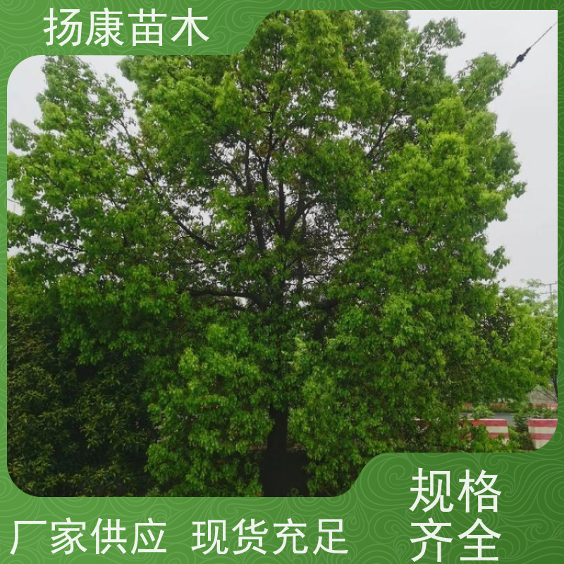 扬康苗木 景区园林行道风景绿化工程苗 19公分香樟树