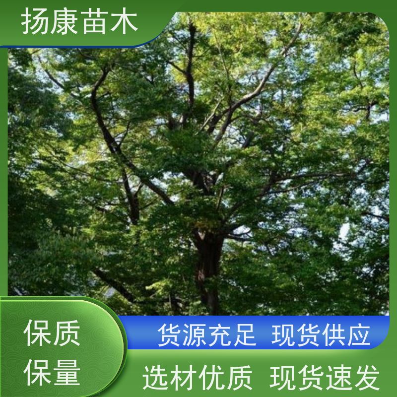 扬康苗木 丛生多杆单杆 绿化风景树 移栽苗成活率有保障 香樟树