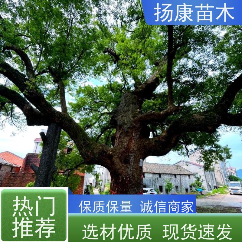 扬康苗木 大小规格齐全 景区道路园林绿化工程树种 移栽香樟树