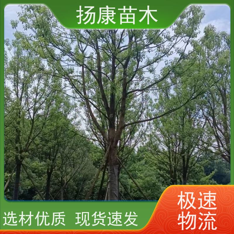 扬康苗木 大小规格齐全 景区道路园林绿化工程树种 12公分香樟树