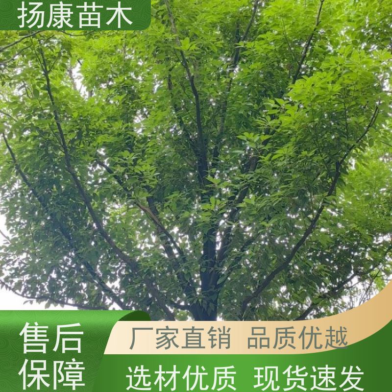 扬康苗木 城市乡镇行道风景庭荫防护树 基地直供 16公分香樟树