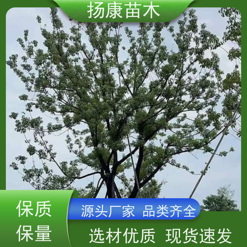 扬康苗木 冠幅饱满树形优美 四季常绿 精品香樟树 