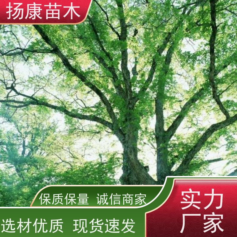 扬康苗木 园林绿化工程植物多杆移栽种植 基地直发 35公分香樟树 