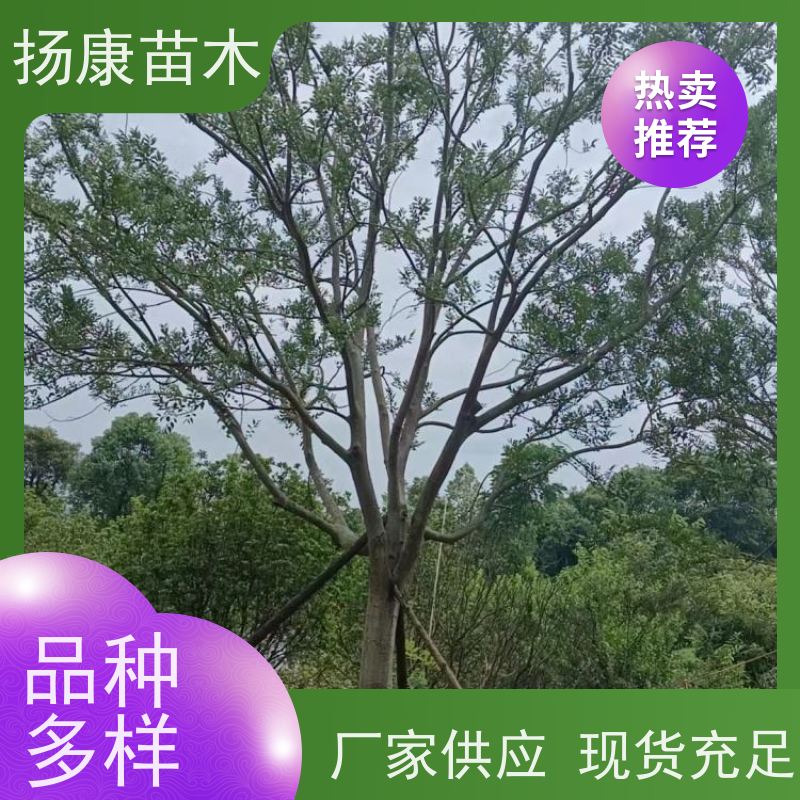 多分枝丛生朴树 扬康苗木 自产自销 基地批量供应