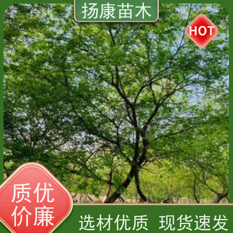 15公分丛生朴树 扬康苗木 自产自销 基地批量供应