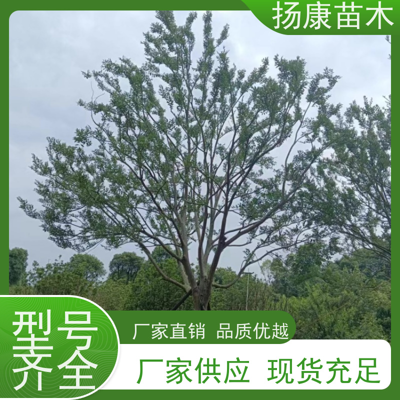 精品丛生朴树 扬康苗木 园林行道绿化露地栽培 根系发达