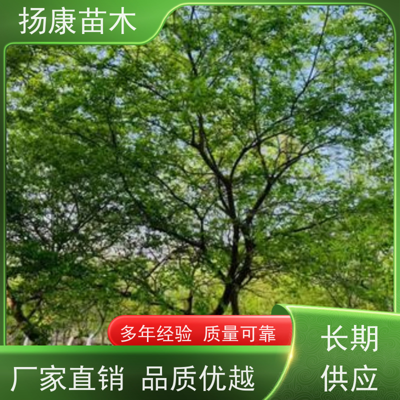 25公分丛生朴树 扬康苗木 大小规格齐全 公园广场造型绿化树 易栽培