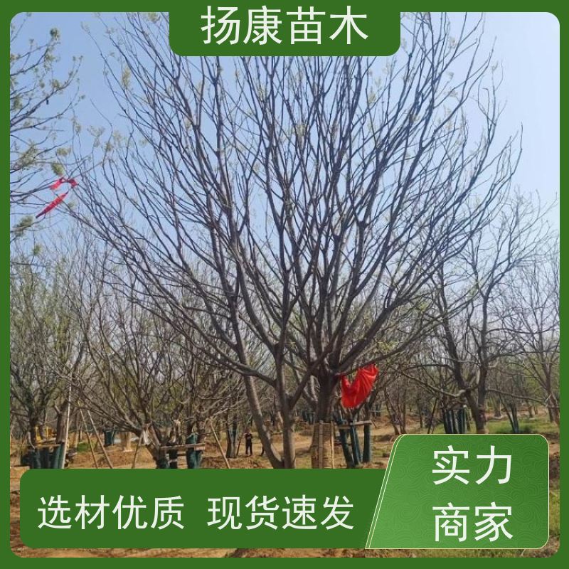 6米丛生朴树 扬康苗木 公园道路风景树行道树 现挖现卖