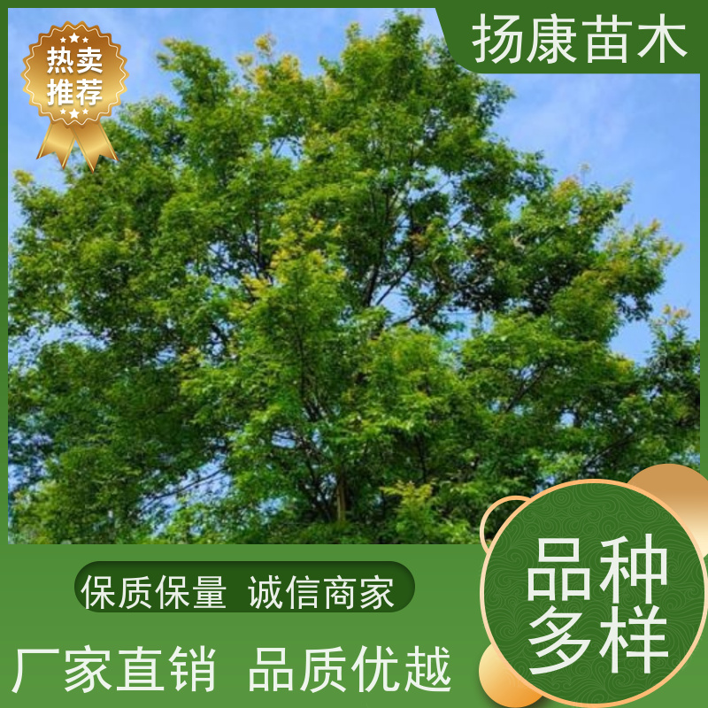 80公分丛生朴树 扬康苗木 城市绿化工程行道树 现挖现发 基地直售