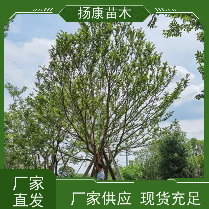 朴树 扬康苗木 大型乔木种植基地 工程行道树 存活率高