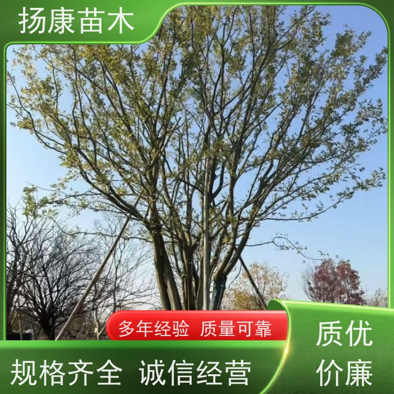 10公分丛生朴树 扬康苗木 园林景观工程用 自然树冠造型美
