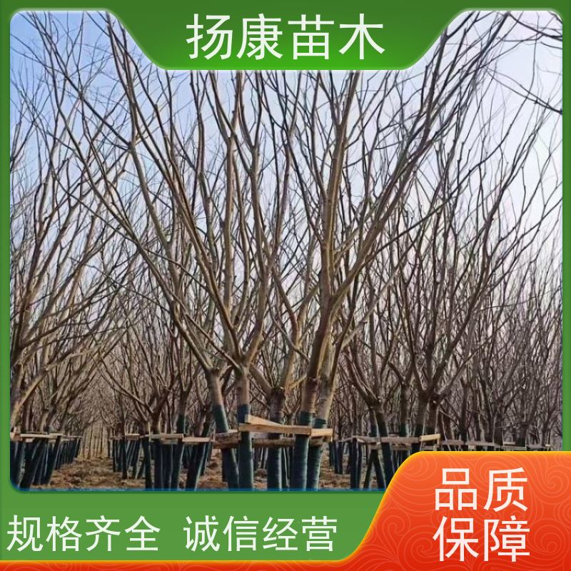 9米丛生朴树 扬康苗木 露地 观形 主干高2.8m 风景树
