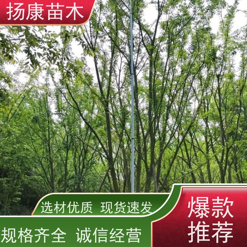 70公分丛生朴树 扬康苗木 抗风抗烟滞尘 容易存活 生长速度快