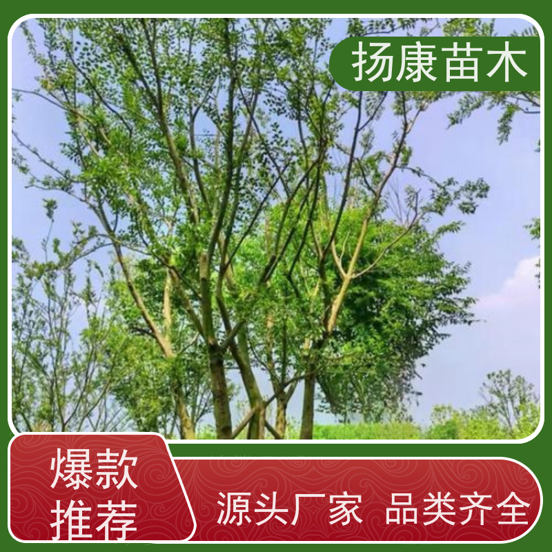 10公分丛生朴树 扬康苗木 庭院植物观赏树大型绿化树 适应能力强