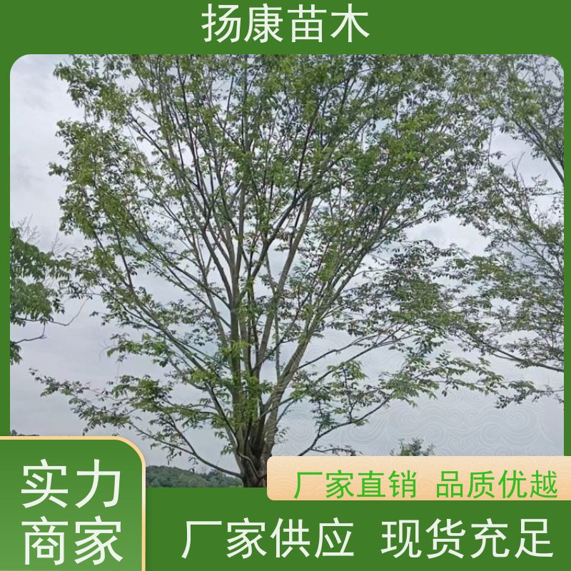 40公分丛生朴树 扬康苗木 各规格齐全 景区园林绿化工程行道树