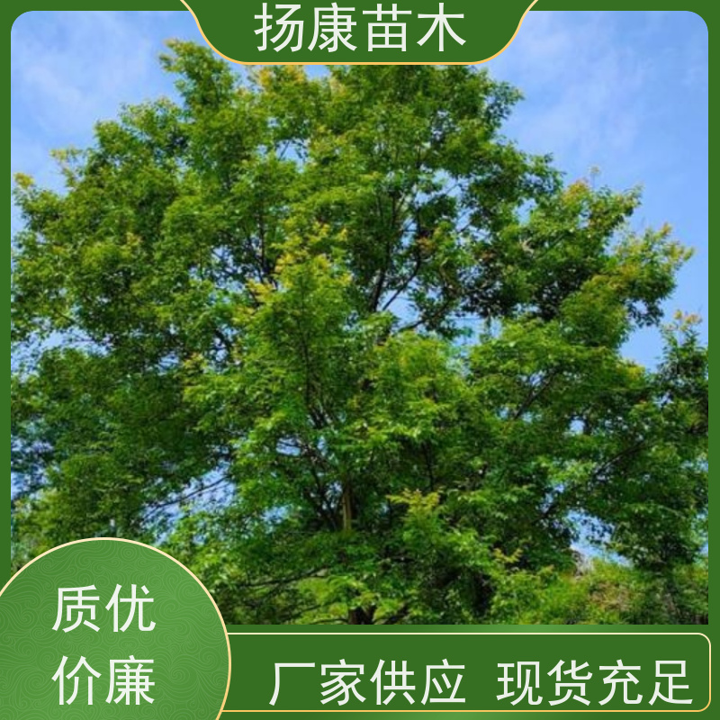 独杆丛生朴树 扬康苗木 抗风抗烟滞尘 容易存活 生长速度快