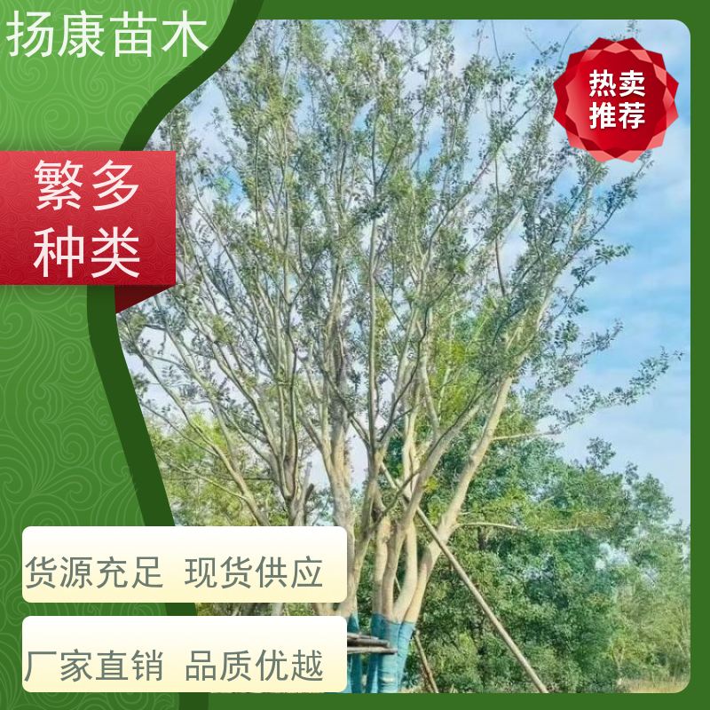 18公分丛生朴树 扬康苗木 城市绿化工程行道树 现挖现发 基地直售