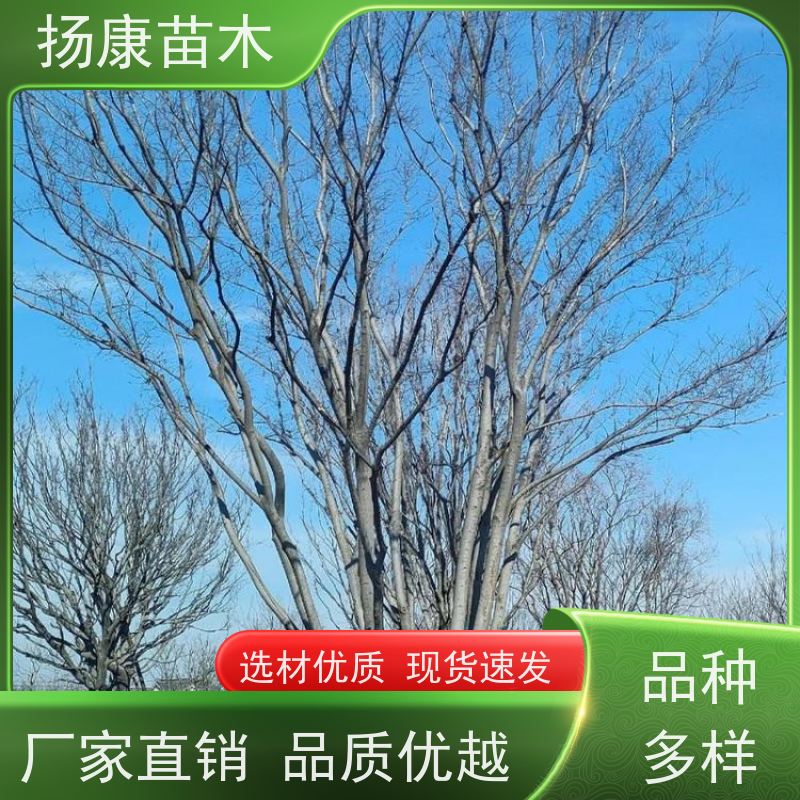 30公分丛生朴树 扬康苗木 公园行道庭荫树 园林工厂矿区绿化树种