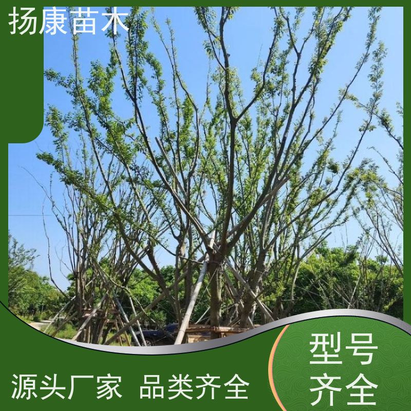 丛生朴树8米 扬康苗木 庭院小区庭荫树 规格齐全 树形优美