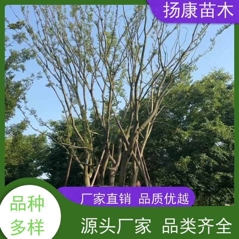 丛生朴树8米 扬康苗木 树形饱满 露天栽培 公园行道庭荫树