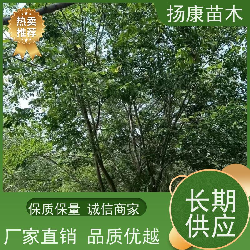 丛生朴树9米 扬康苗木 抗风抗烟滞尘 容易存活 生长速度快