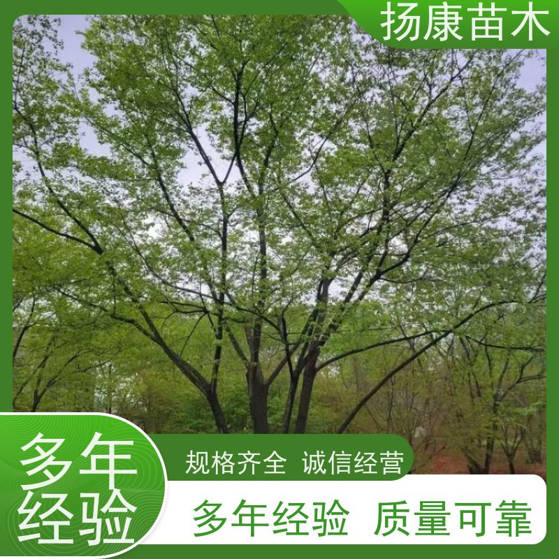 90公分丛生朴树 扬康苗木 大小规格齐全 公园广场造型绿化树 易栽培