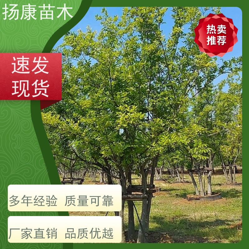 10米丛生朴树 扬康苗木 公园道路风景树行道树 现挖现卖