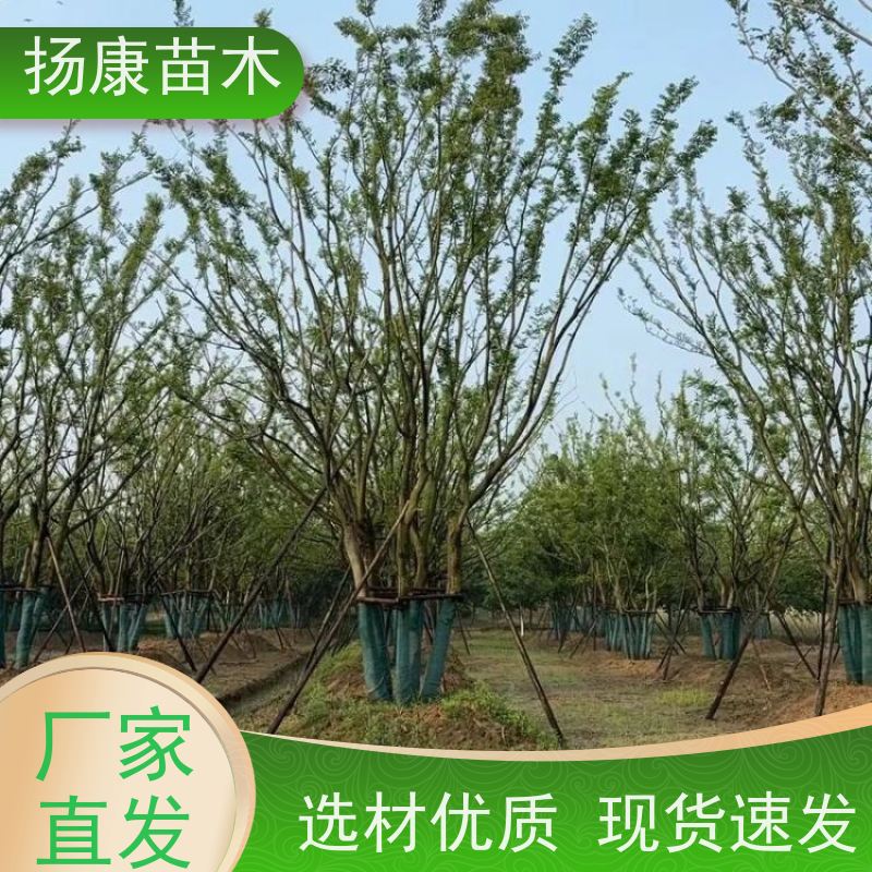 40公分丛生朴树 扬康苗木 园林行道绿化露地栽培 根系发达