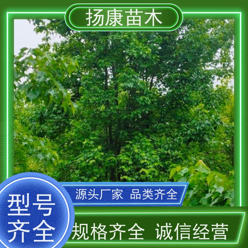 丛生朴树 扬康苗木 工程绿化苗 行道树 青树15公分 占地