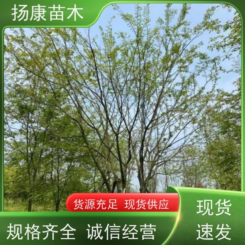 18公分丛生朴树 扬康苗木 苗圃基地批发 树形精品
