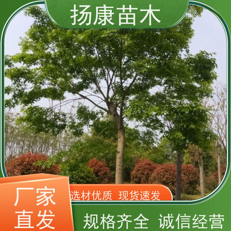 8米丛生朴树 扬康苗木 抗风抗烟滞尘 容易存活 生长速度快