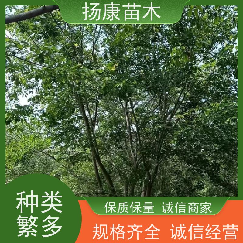 7米丛生朴树 扬康苗木 公园行道庭荫树 园林工厂矿区绿化树种